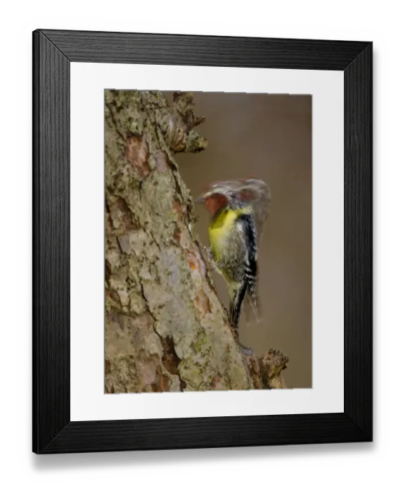 Framed Print : Yellow-bellied Sapsucker (Sphyrapicus varius), male drumming, long exposure, New York, USA, April Framed Print : Yellow-bellied Sapsucker (Sphyrapicus varius), male drumming, long exposure, New York, USA, April