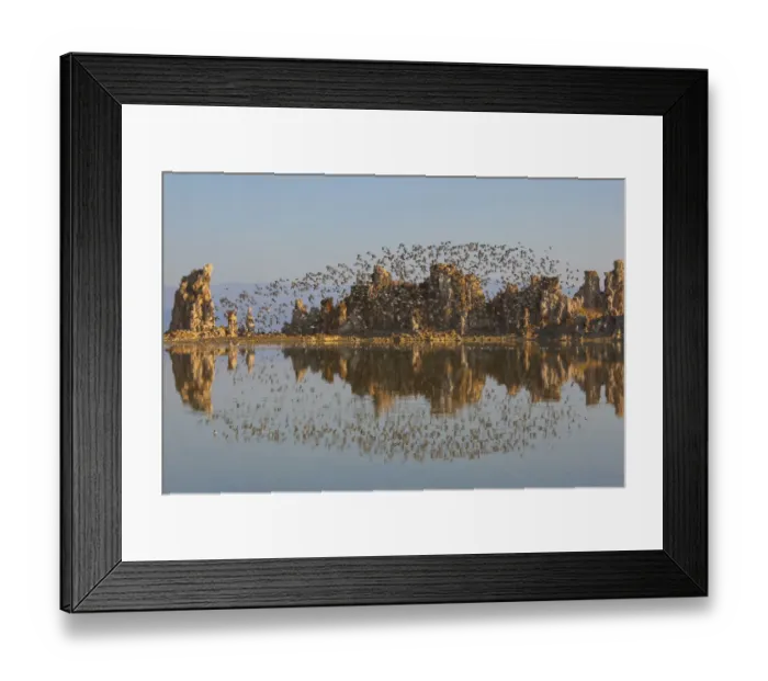 Framed Print : Wilsons Phalaropes (Phalaropus tricolor) flock flying over tufa formations