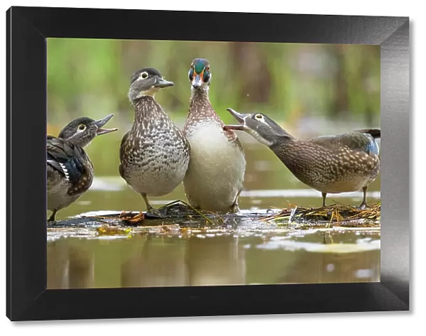 Wood Ducks (Aix sponsa), females behave aggressively toward a male (second from right) that is trying to join them on a floating log, autumn, New York, USA, October