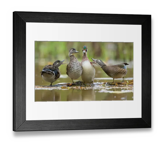 Framed Print : Wood Ducks (Aix sponsa), females behave aggressively toward a male (second from right) that is trying to join them on a floating log, autumn, New York, USA, October Framed Print : Wood Ducks (Aix sponsa), females behave aggressively toward a male (second from right) that is trying to join them on a floating log, autumn, New York, USA, October