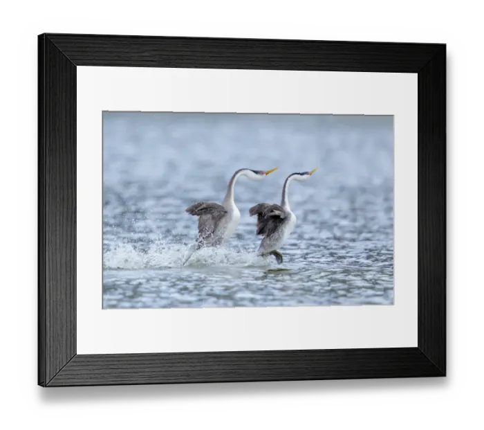 Framed Print : Western Grebe (Aechmorphus occidentalis), pair during rushing courtship Framed Print : Western Grebe (Aechmorphus occidentalis), pair during rushing courtship