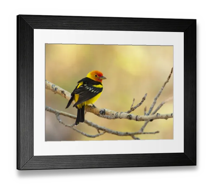 Framed Print : Western tanager (Piranga ludoviciana), male perched on aspen branch in spring, Mono Lake Basin Framed Print : Western tanager (Piranga ludoviciana), male perched on aspen branch in spring, Mono Lake Basin