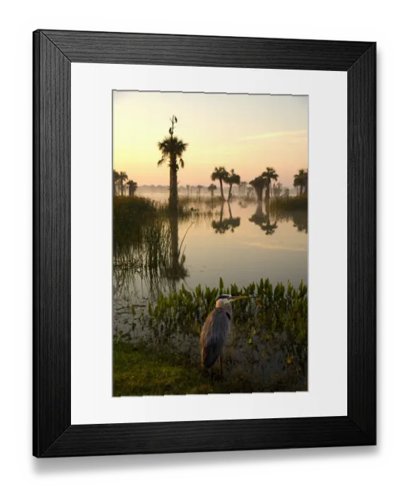 Framed Print : Viera Wetlands at sunrise with Great Blue Heron (Ardea herodias) in the foreground Framed Print : Viera Wetlands at sunrise with Great Blue Heron (Ardea herodias) in the foreground