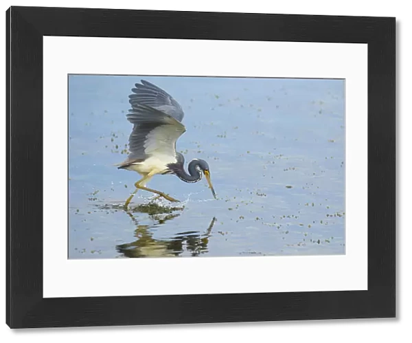 Tricolored heron (Egretta tricolor) adult in breeding plumage capturing fish by half-running