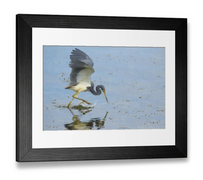 Framed Print : Tricolored heron (Egretta tricolor) adult in breeding plumage capturing fish by half-running Framed Print : Tricolored heron (Egretta tricolor) adult in breeding plumage capturing fish by half-running