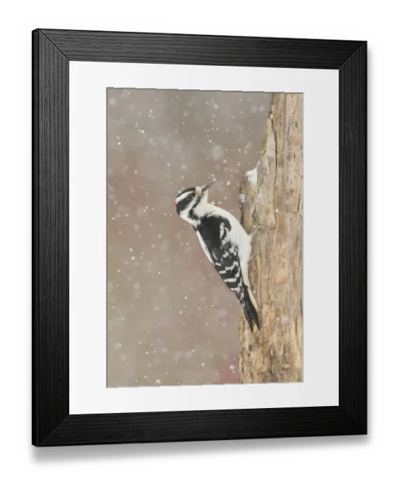 Framed Print : Hairy woodpecker (Picoides villosus) male in snowstorm, Freeville, New York, USA, February Framed Print : Hairy woodpecker (Picoides villosus) male in snowstorm, Freeville, New York, USA, February