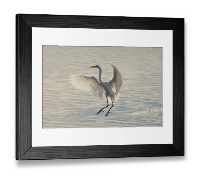 Framed Print : Great Egret (Ardea alba), about to land in water, backlit, Bolsa Chica Ecological Reserve Framed Print : Great Egret (Ardea alba), about to land in water, backlit, Bolsa Chica Ecological Reserve
