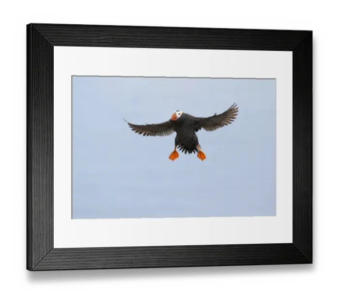 Framed Print : Tufted puffin (Fratercula cirrhata), adult in breeding plumage flying in preparing to land, St Framed Print : Tufted puffin (Fratercula cirrhata), adult in breeding plumage flying in preparing to land, St