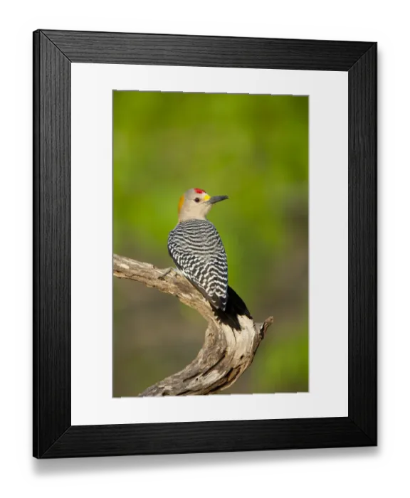 Framed Print : Golden-fronted woodpecker (Melanerpes aurifrons), male, Cozad Ranch, Rio Grande Valley Framed Print : Golden-fronted woodpecker (Melanerpes aurifrons), male, Cozad Ranch, Rio Grande Valley