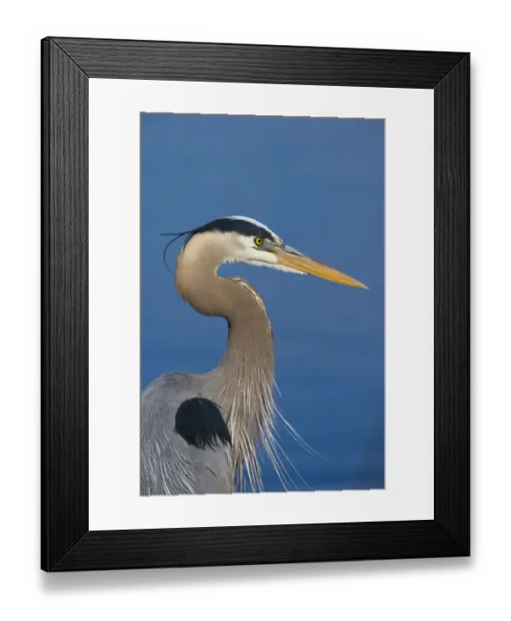 Framed Print : Great blue heron (Ardea herodias) in breeding plumage, head and shoulders showing plumes on crown Framed Print : Great blue heron (Ardea herodias) in breeding plumage, head and shoulders showing plumes on crown