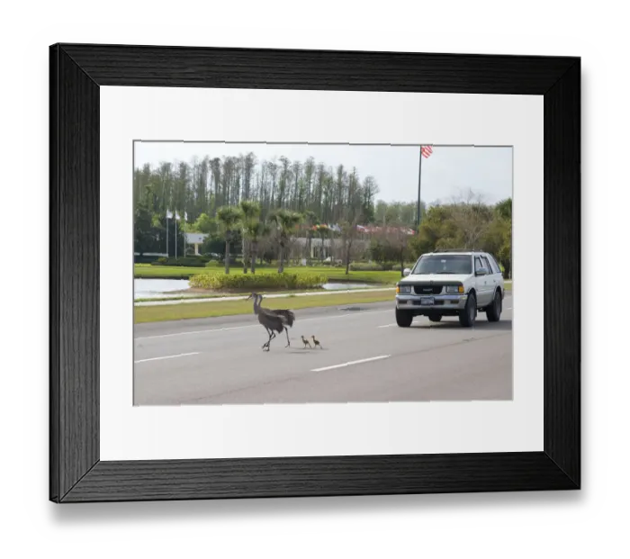 Framed Print : Sandhill cranes (Grus canadensis) (Florida race), adult with two small chicks crossing highway