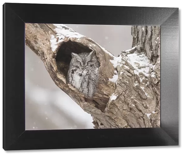 Eastern screech-owl (Megascops asio) grey morph, roosting in tree cavity in winter