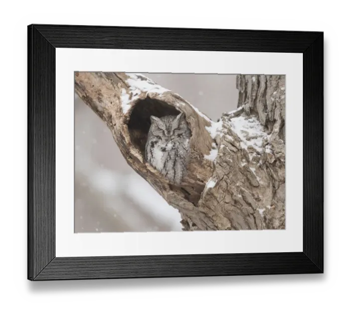 Framed Print : Eastern screech-owl (Megascops asio) grey morph, roosting in tree cavity in winter Framed Print : Eastern screech-owl (Megascops asio) grey morph, roosting in tree cavity in winter