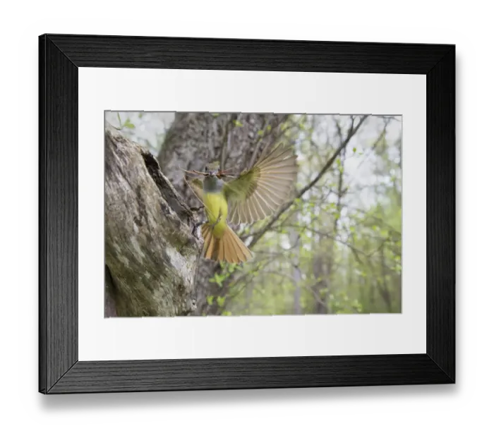 Framed Print : Great crested flycatcher (Myiarchus crinitus), female alighting at nest cavity entrance Framed Print : Great crested flycatcher (Myiarchus crinitus), female alighting at nest cavity entrance