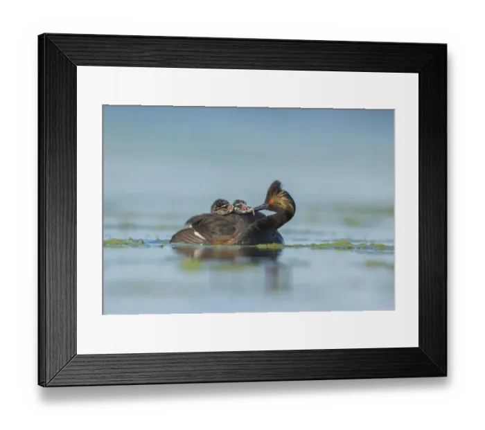 Framed Print : Eared Grebes (Podiceps nigricollis), adult feeds a damselfly nymph to one of two chicks Framed Print : Eared Grebes (Podiceps nigricollis), adult feeds a damselfly nymph to one of two chicks