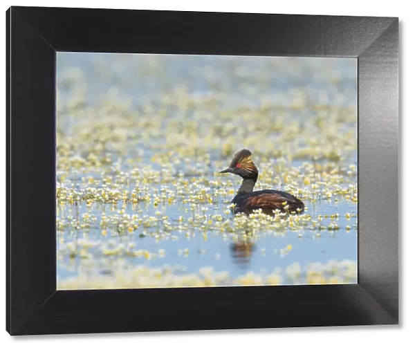 Eared grebe (Podiceps nigricollis), adult in breeding plumage, swimming amidst Water