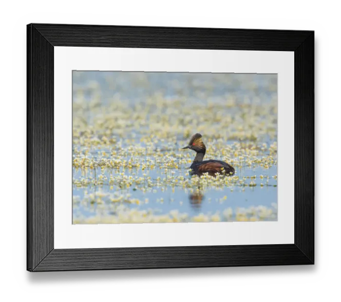 Framed Print : Eared grebe (Podiceps nigricollis), adult in breeding plumage, swimming amidst Water Framed Print : Eared grebe (Podiceps nigricollis), adult in breeding plumage, swimming amidst Water