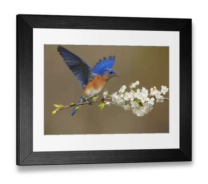 Framed Print : Eastern bluebird (Sialia sialis) male fluttering wings while perched on cherry (Prunus sp Framed Print : Eastern bluebird (Sialia sialis) male fluttering wings while perched on cherry (Prunus sp