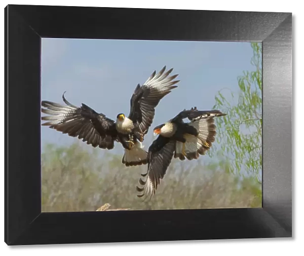 Crested caracaras (Caracara cheriway), midair aggressive interaction between two for