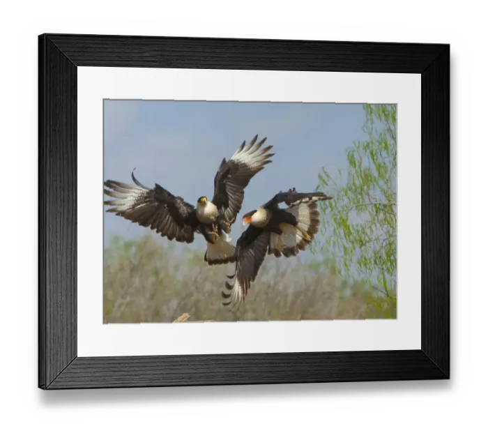 Framed Print : Crested caracaras (Caracara cheriway), midair aggressive interaction between two for Framed Print : Crested caracaras (Caracara cheriway), midair aggressive interaction between two for