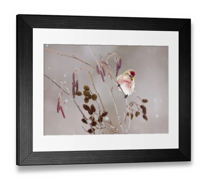 Framed Print : Common redpoll (Carduelis flammea), male perched in alder (Alnus rugosa) during a Framed Print : Common redpoll (Carduelis flammea), male perched in alder (Alnus rugosa) during a