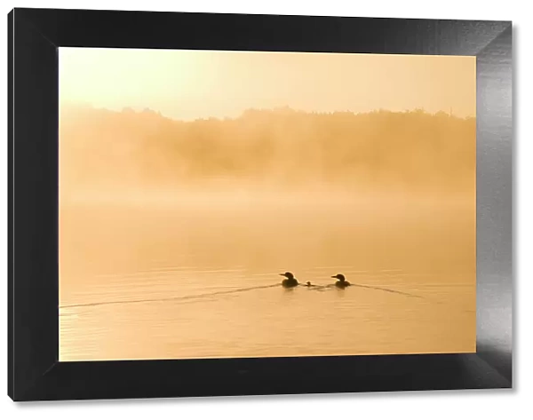 Common loons (Gavia immer), two adults and chick swimming on a misty lake in early morning, Michigan, USA. June