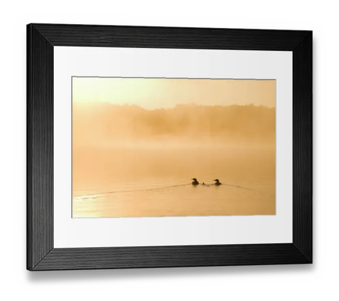 Framed Print : Common loons (Gavia immer), two adults and chick swimming on a misty lake in early morning, Michigan, USA. June Framed Print : Common loons (Gavia immer), two adults and chick swimming on a misty lake in early morning, Michigan, USA. June
