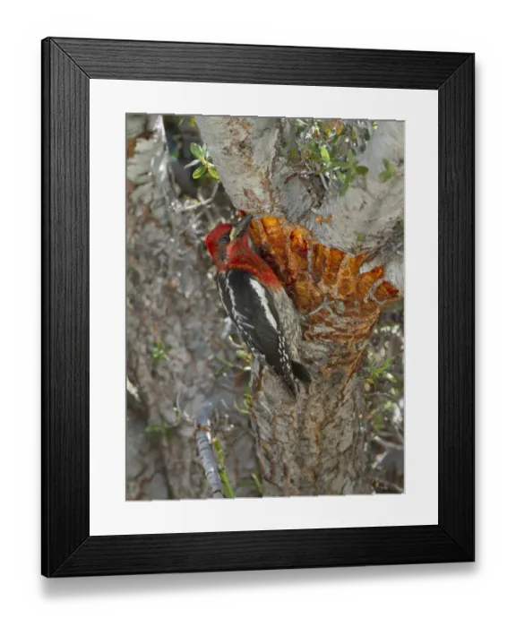 Framed Print : Red-breasted sapsucker (Sphyrapicus ruber) adult feeding on tree sap from shallow Framed Print : Red-breasted sapsucker (Sphyrapicus ruber) adult feeding on tree sap from shallow