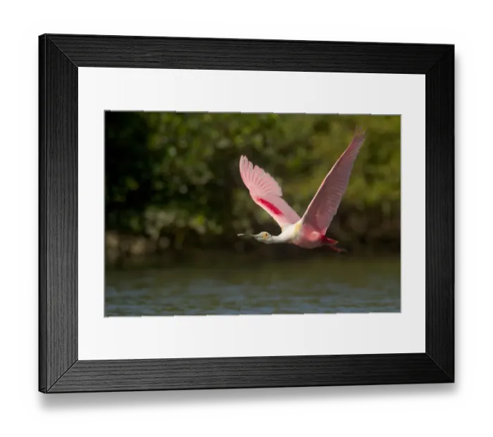 Framed Print : Roseate spoonbill (Ajaia ajaja) adult in breeding plumage in flight over water, mangroves Framed Print : Roseate spoonbill (Ajaia ajaja) adult in breeding plumage in flight over water, mangroves