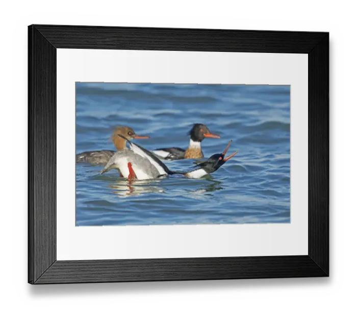 Framed Print : Red-breasted Mergansers (Mergus serrator) male in foreground performing courtship Framed Print : Red-breasted Mergansers (Mergus serrator) male in foreground performing courtship