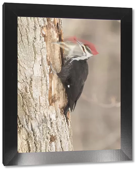 Pileated woodpecker (Dryocopus pileatus) male excavating in search of food, New York, USA
