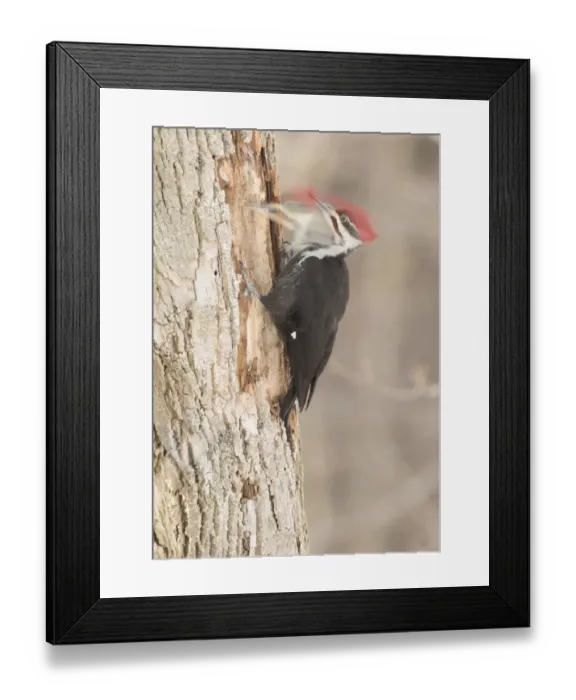 Framed Print : Pileated woodpecker (Dryocopus pileatus) male excavating in search of food, New York, USA Framed Print : Pileated woodpecker (Dryocopus pileatus) male excavating in search of food, New York, USA