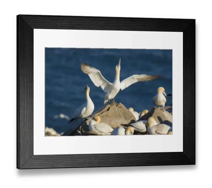 Framed Print : Northern gannets (Morus bassanus) performing sky-pointing display with outspread wings Framed Print : Northern gannets (Morus bassanus) performing sky-pointing display with outspread wings
