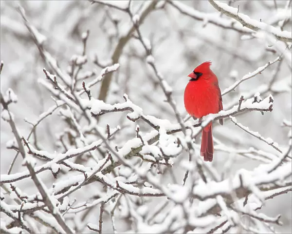 Northern cardinal (Cardinalis cardinalis) male perched amid snow-covered branches, New York, USA, February