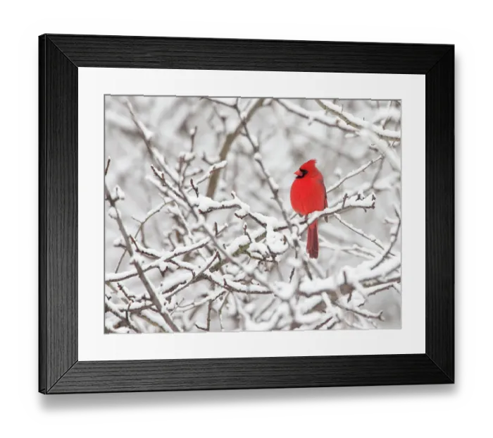 Framed Print : Northern cardinal (Cardinalis cardinalis) male perched amid snow-covered branches, New York, USA, February Framed Print : Northern cardinal (Cardinalis cardinalis) male perched amid snow-covered branches, New York, USA, February