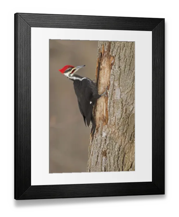 Framed Print : Pileated Woodpecker (Dryocopus pileatus) male, at feeding excavation in tree trunk in winter Framed Print : Pileated Woodpecker (Dryocopus pileatus) male, at feeding excavation in tree trunk in winter