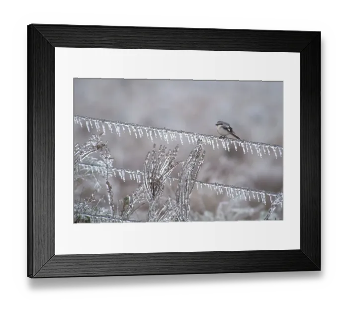 Framed Print : Loggerhead shrike (Lanius ludovicianus) on an ice-covered fence after an ice storm Framed Print : Loggerhead shrike (Lanius ludovicianus) on an ice-covered fence after an ice storm