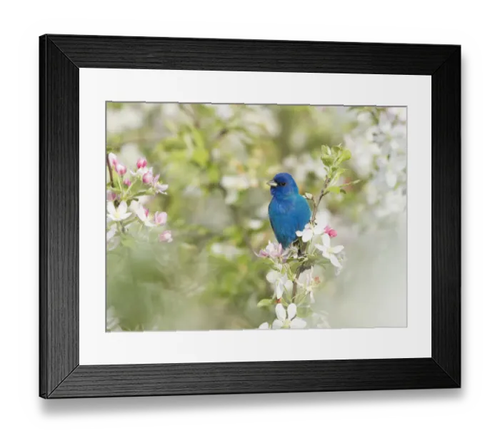 Framed Print : Indigo Bunting (Passerina cyanea) male in breeding plumage perched in Crabapple (Malus sp Framed Print : Indigo Bunting (Passerina cyanea) male in breeding plumage perched in Crabapple (Malus sp