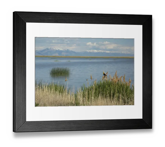 Framed Print : Yellow-headed Blackbird (Xanthocephalus xanthocephalus) male perched in marsh vegetation Framed Print : Yellow-headed Blackbird (Xanthocephalus xanthocephalus) male perched in marsh vegetation