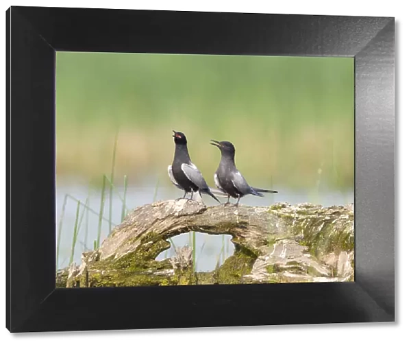 Black terns (Chlidonias niger), pair on a perch, vocalizing during courtship (termed