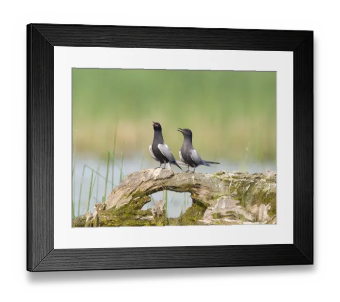 Framed Print : Black terns (Chlidonias niger), pair on a perch, vocalizing during courtship (termed Framed Print : Black terns (Chlidonias niger), pair on a perch, vocalizing during courtship (termed