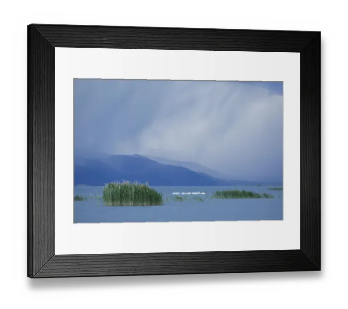 Framed Print : White pelicans (Pelecanus erythrorhynchos) at Bear River Migratory Bird Refuge with Framed Print : White pelicans (Pelecanus erythrorhynchos) at Bear River Migratory Bird Refuge with