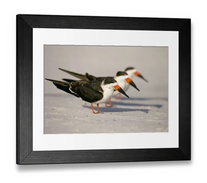 Framed Print : Black skimmers (Rynchops niger), three in non-breeding plumage on beach, Fort De Soto Park, St Framed Print : Black skimmers (Rynchops niger), three in non-breeding plumage on beach, Fort De Soto Park, St