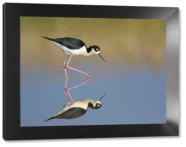 Black-necked Stilt (Himantopus mexicanus), foraging in water, with reflection, Bear