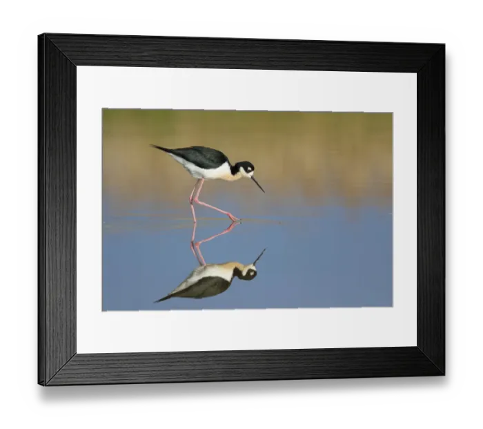 Framed Print : Black-necked Stilt (Himantopus mexicanus), foraging in water, with reflection, Bear Framed Print : Black-necked Stilt (Himantopus mexicanus), foraging in water, with reflection, Bear