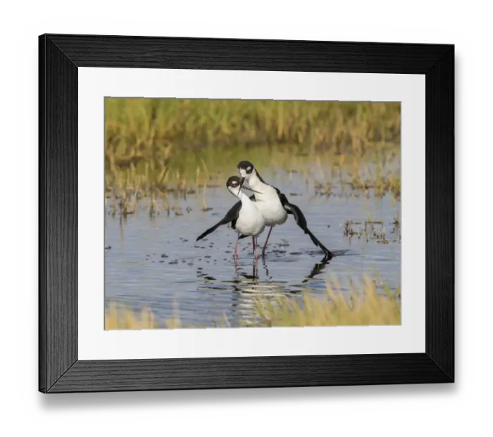 Framed Print : Black-necked stilts (Himantopus mexicanus) pair performing post-copulatory display Framed Print : Black-necked stilts (Himantopus mexicanus) pair performing post-copulatory display