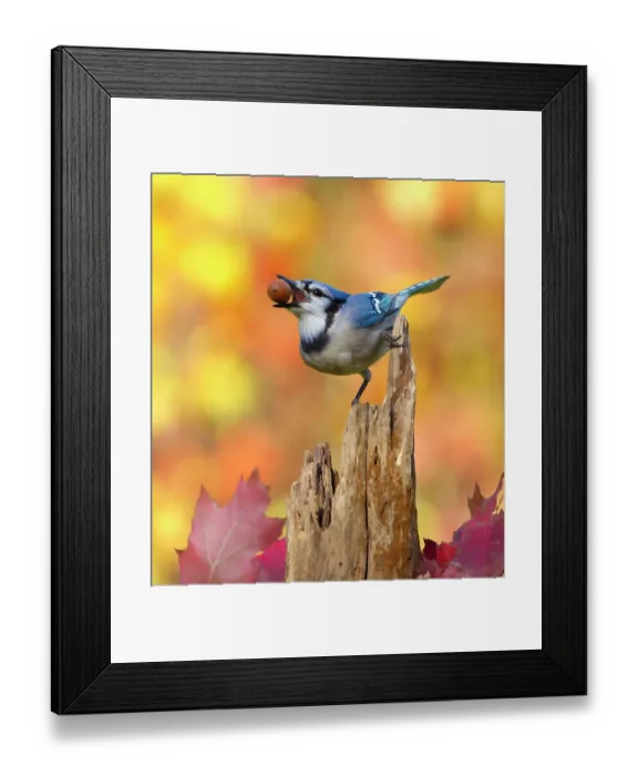 Framed Print : Blue jay (Cyanocitta cristata) holding an acorn in its bill whilst perched on tree stump, with autumn foliage, New York, USA, October Framed Print : Blue jay (Cyanocitta cristata) holding an acorn in its bill whilst perched on tree stump, with autumn foliage, New York, USA, October