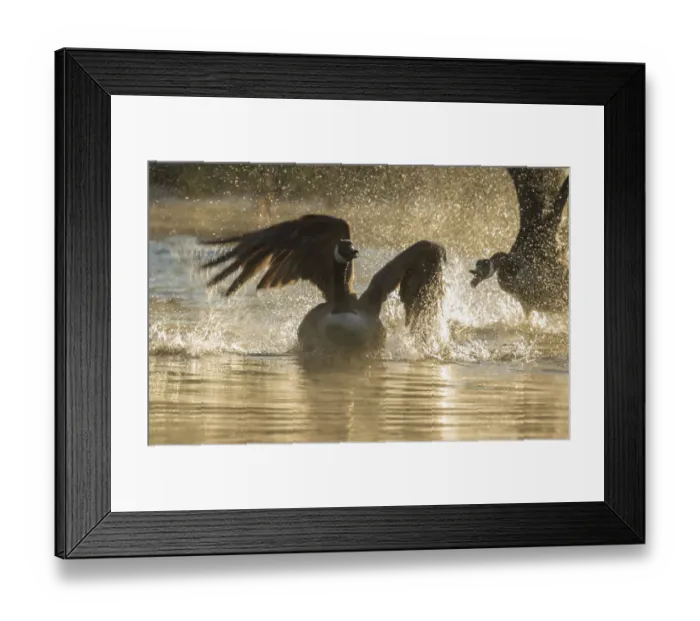 Framed Print : Canada geese (Branta canadensis) two during territorial fight in early spring, Ithaca Framed Print : Canada geese (Branta canadensis) two during territorial fight in early spring, Ithaca