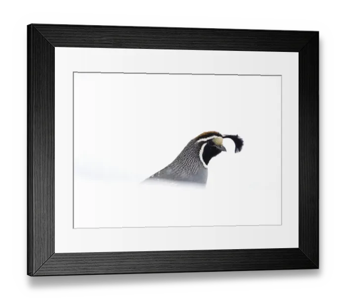 Framed Print : California quail (Callipepla californica), male emerging from behind snowbank in winter Framed Print : California quail (Callipepla californica), male emerging from behind snowbank in winter
