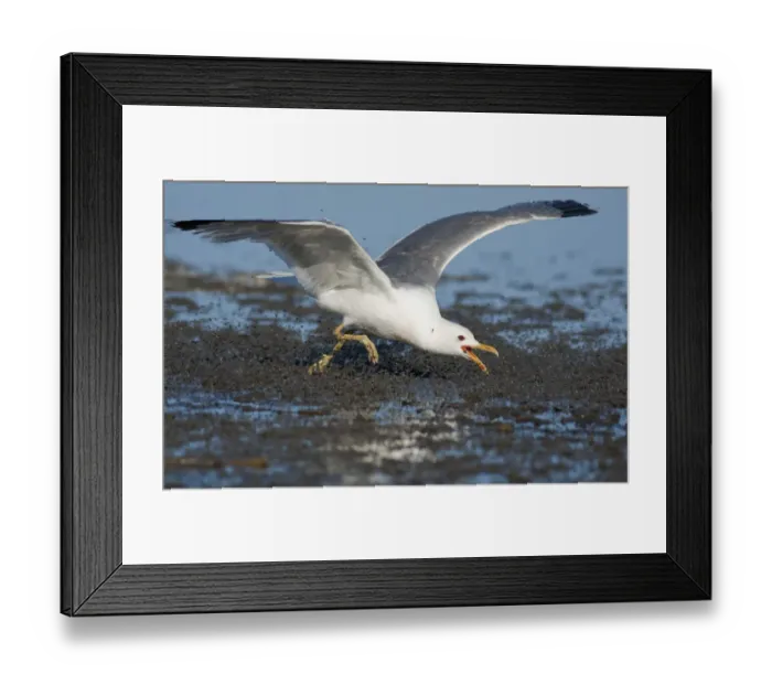 Framed Print : California Gull (Larus californicus), foraging for alkali flies (Ephydra hians) by Framed Print : California Gull (Larus californicus), foraging for alkali flies (Ephydra hians) by